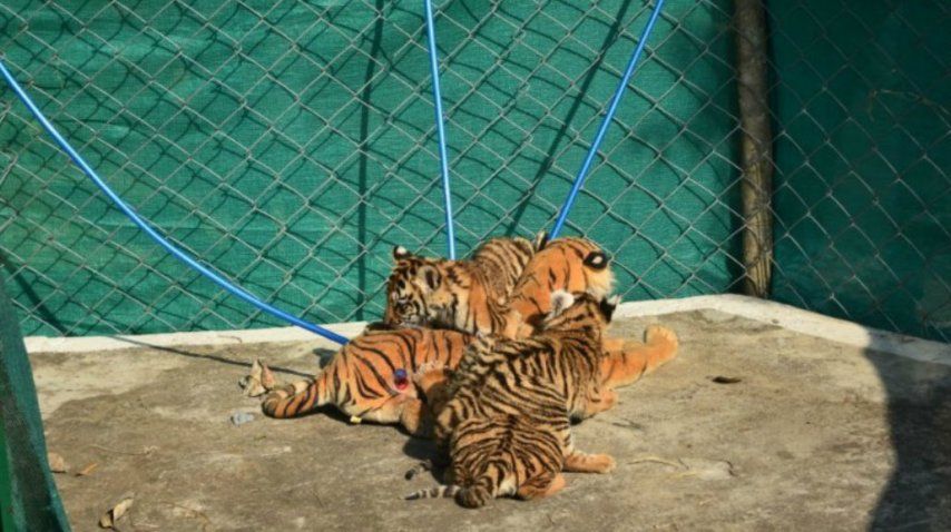 Los cuidadores lograron que confiaran en el peluche<br>